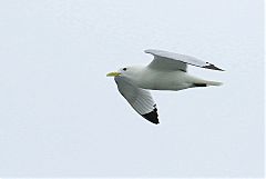 Black-legged Kittiwake